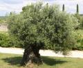 Majestueux olivier ...Que la Provence est belle 