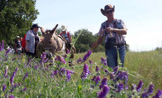 magnifiques fleurs que nos ânes adorent